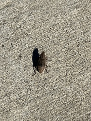 Entiminae