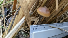 Psilocybe azurescens