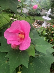 Hibiscus
