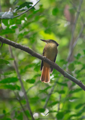 Onychorhynchus coronatus