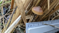 Psilocybe azurescens