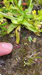 Drosera pygmaea