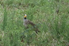 Vanellus senegallus