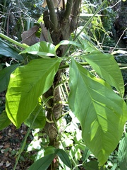 Syngonium