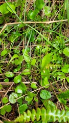 Myosotis tenericaulis