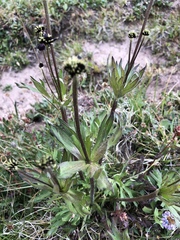 Anemonastrum zephyrum