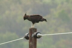 Lophaetus occipitalis