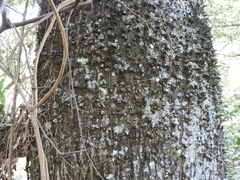 Anadenanthera colubrina