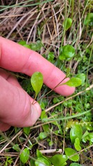 Myosotis tenericaulis