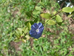 Evolvulus glomeratus