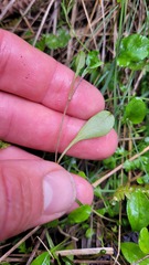 Myosotis tenericaulis