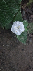 Mirabilis jalapa