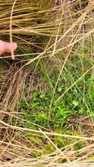 Myosotis tenericaulis