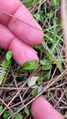 Myosotis tenericaulis