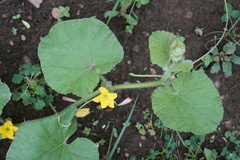 Cucumis sativus