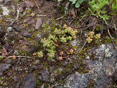 Sedum divergens