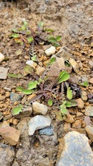 Sonchus novae-zelandiae