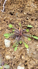 Sonchus novae-zelandiae