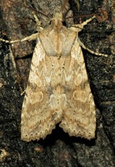 Lithophane bethunei