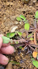 Sonchus novae-zelandiae