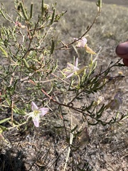 Oenothera nuttallii