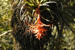 Tillandsia violacea