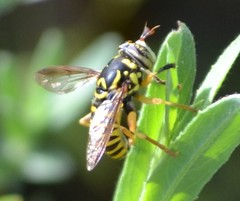 Spilomyia