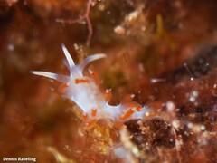 Flabellina dushia