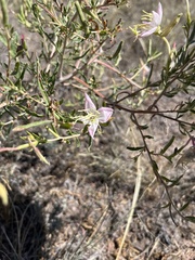 Oenothera nuttallii
