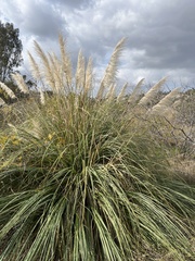 Cortaderia