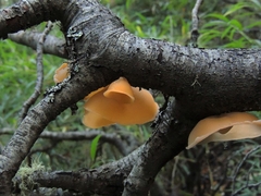 Aleurodiscus vitellinus