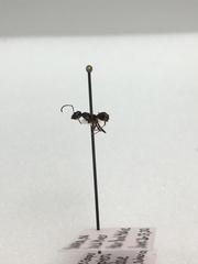 Formica fusca