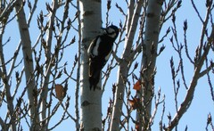 Dendrocopos major hispanus