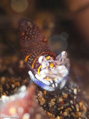 Gnathophyllum elegans