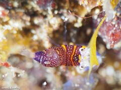 Gnathophyllum elegans