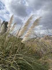 Cortaderia
