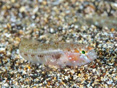 Vanneaugobius canariensis