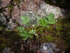 Potentilla pensylvanica
