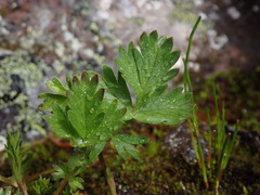 Potentilla pensylvanica
