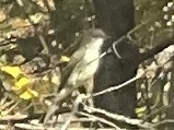 Tyrannidae