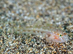 Vanneaugobius canariensis