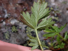 Potentilla pensylvanica