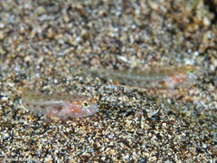 Vanneaugobius canariensis