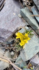 Ranunculus scrithalis