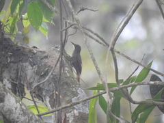 Lepidocolaptes souleyetii