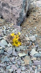 Ranunculus scrithalis