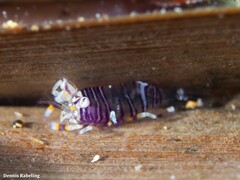 Gnathophyllum americanum