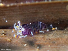 Gnathophyllum americanum