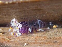 Gnathophyllum americanum