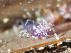 Gnathophyllum americanum